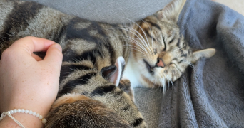 alice pet sitter à LA ROCHE SUR YON 85000_1
