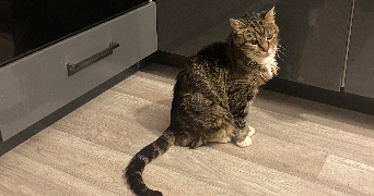 saadia cat sitter à CHATENAY MALABRY 92290_6