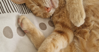 stéphanie pet sitter à MONTGISCARD 31450_0