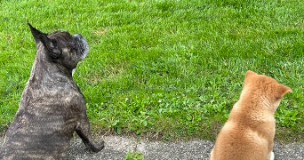 myriam pet sitter à ANNEYRON 26140_0
