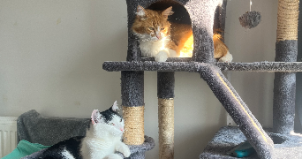 lucie cat sitter à AMIENS 80000_4