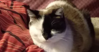 lena pet sitter à GRENOBLE 38000