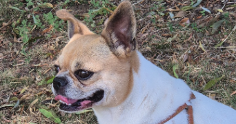cidalia pet sitter à ST CYR SUR LOIRE 37540_1