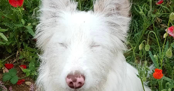 floriane pet sitter à THEZIERS 30390_4