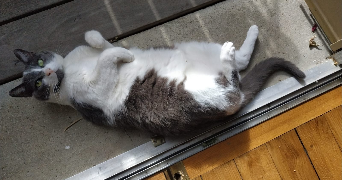 loïc pet sitter à COLOMBES 92700_2