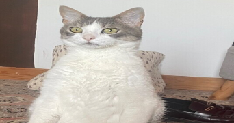 jasmine pet sitter à NANTES 44000_5