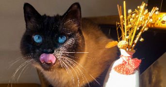 océane pet sitter à MIREVAL 34110_1