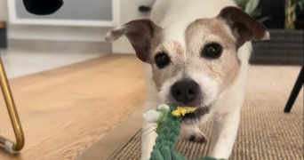camille pet sitter à Bordeaux 33000_6