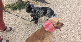 delphine pet sitter à Sèvres 92310_4