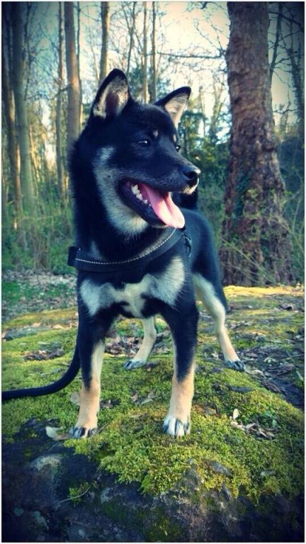 Julie pet sitter à Bailleul-sur-Thérain 60930_0