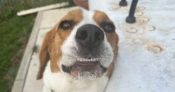 tatiana pet sitter à CHARTRES 28000_3