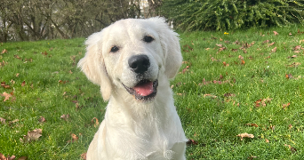 Diane pet sitter à AUBERVILLIERS 93300_2