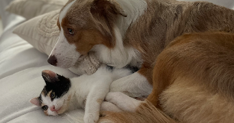 jeanne pet sitter à PUISEUX LE HAUBERGER 60540_3