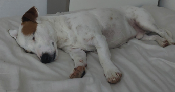 line pet sitter à LE PLESSIS ROBINSON 92350_2