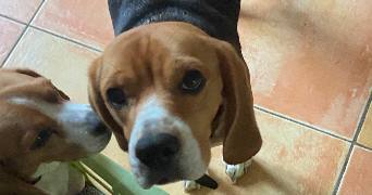 valentin pet sitter à RENNES 35000_1