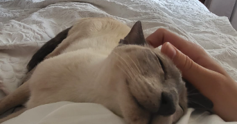 ella pet sitter à ST GRATIEN 95210_2