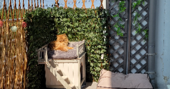 diane pet sitter à Cergy 95800_10