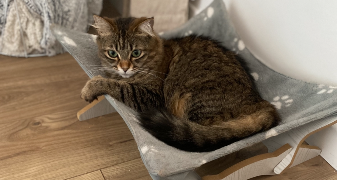kelly pet sitter à MARTIGUES 13500_6