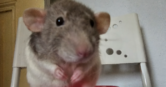 florence pet sitter à MULHOUSE 68100_2