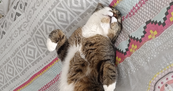 alissia pet sitter à RODILHAN 30230_1