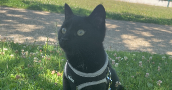 eva pet sitter à BAILLY ROMAINVILLIERS 77700_1