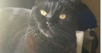 maryna pet sitter à CHATEAUDUN 28200_2