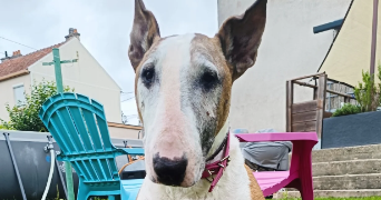 morganne pet sitter à METZ 57070_5