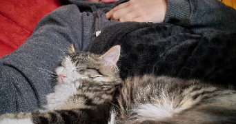 prisca pet sitter à DIEFFENBACH AU VAL 67220_2