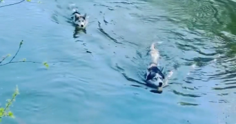 sloann pet sitter à THIAIS 94320_3