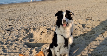 manon pet sitter à MOUSTIER EN FAGNE 59132_2