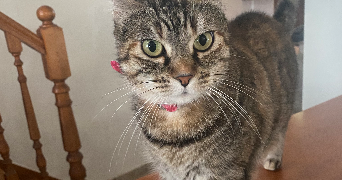 sylvie pet sitter à OLORON STE MARIE 64400_3