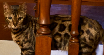 Myriam  pet sitter à Le Val-d\'Hazey 27600_9