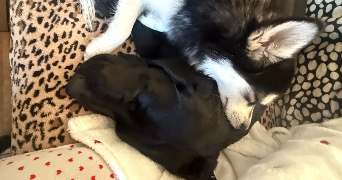 stella pet sitter à ASNIERES SUR SEINE 92600_2
