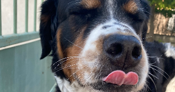 lucie pet sitter à ENTRAIGUES SUR LA SORGUE 84320_3