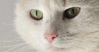 alison pet sitter à BISSEY SOUS CRUCHAUD 71390_1