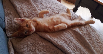 justine pet sitter à MAINCY 77950_4