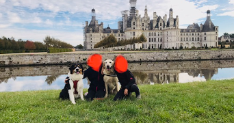 Blandine pet sitter à MONTLIVAULT 41350_0