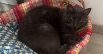 faustine pet sitter à CAMBLAIN L ABBE 62690_2
