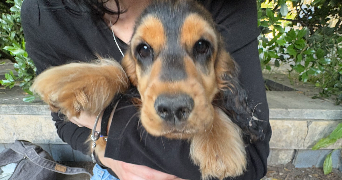 clara pet sitter à LYON 03 69003_3