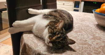 pauline pet sitter à CAEN 14000_2