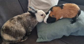 amélie pet sitter à CHARVIEU CHAVAGNEUX 38230_6