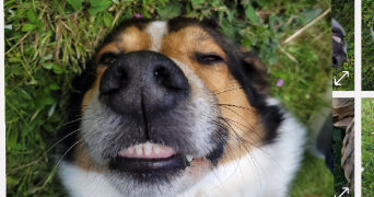 lucie pet sitter à MAYENNE 53100_1