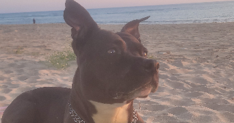 cindle pet sitter à BRUNOY 91800_5