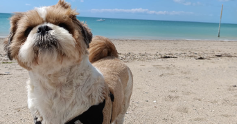 deborah pet sitter à MOIVRONS 54760_1