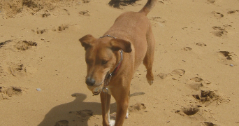 andréa pet sitter à SAUMUR 49400_12