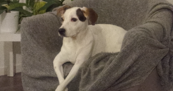 magaly pet sitter à LONGUEIL ANNEL 60150_2