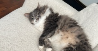 marion cat sitter à Levallois-Perret 92300_2