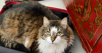 lou pet sitter à ASNIERES SUR SEINE 92600_3