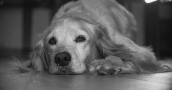 marine pet sitter à TREGUNC 29910_6