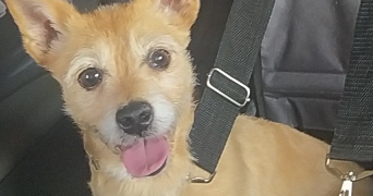 ophélie pet sitter à CHAMBERY 73000_2